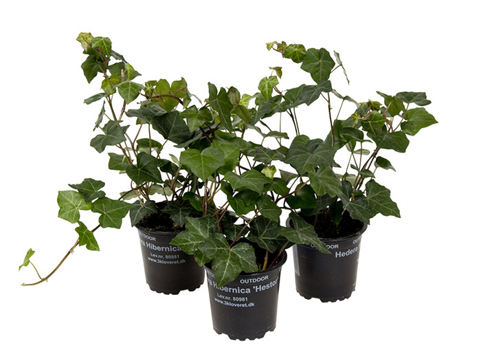 Hedera Hestor vedbend 11 cm